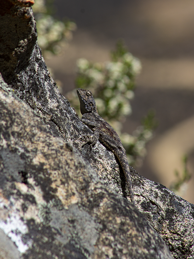 Agama Female