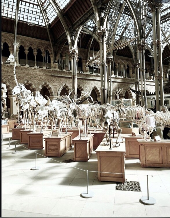 Oxford University Museum of Natural History
