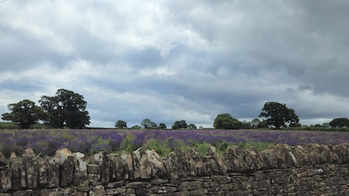Lavender field