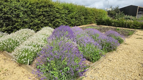 white lavender