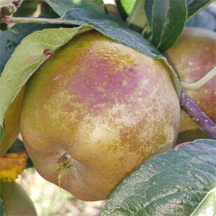Golden Russet of NY