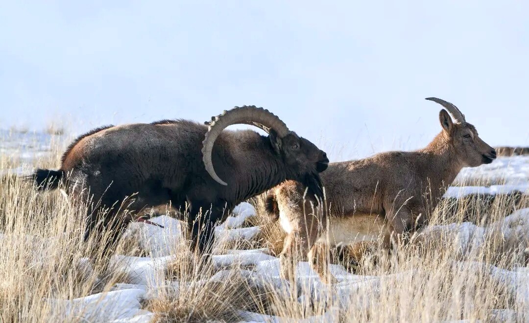 Ibex couple in Kibber WLS of Spiti
