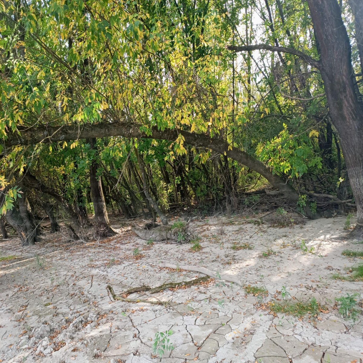 Liberty Island ❤️  #Island #Liberty #nature #danube #River #Beach #liberland #naturelovers #NatureBeauty #sand