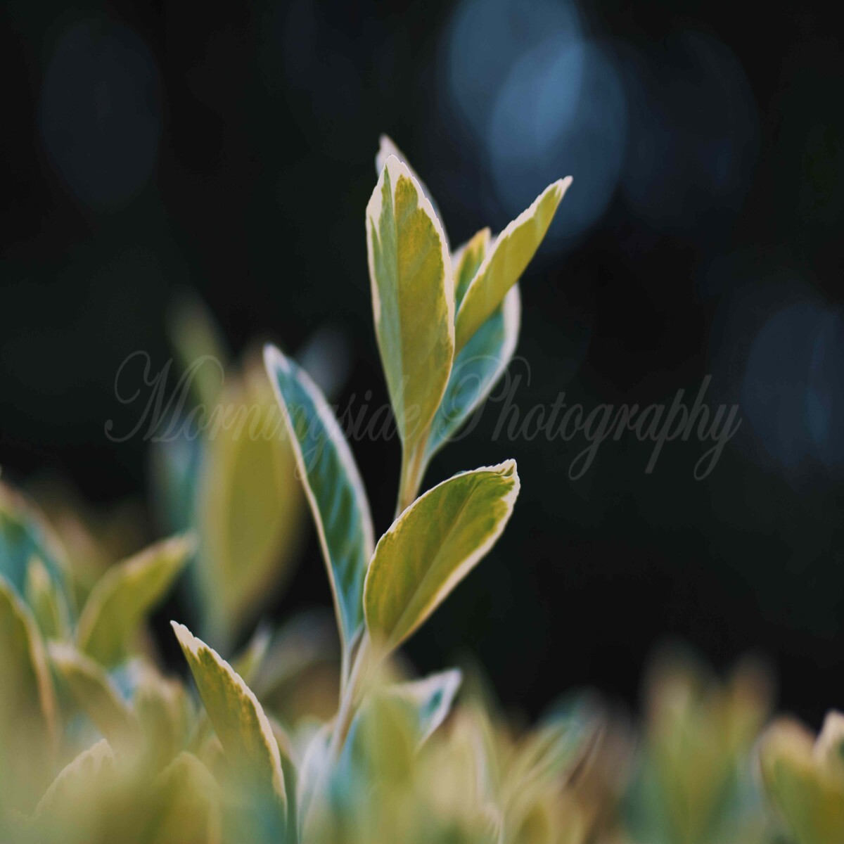 plant leaves