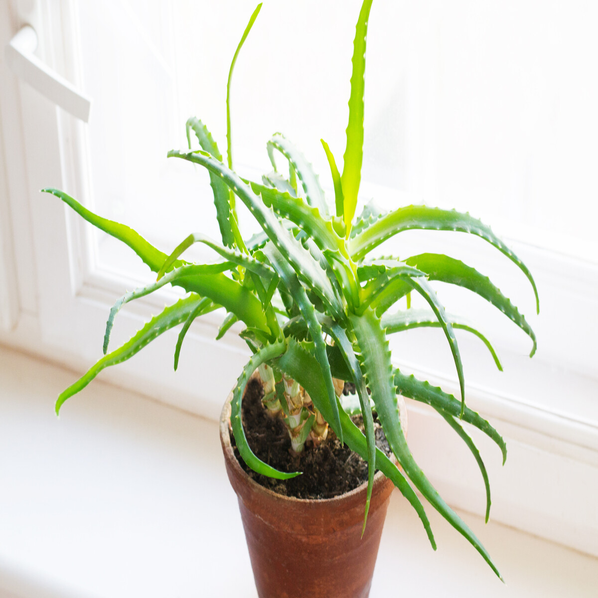Aloe Vera plant