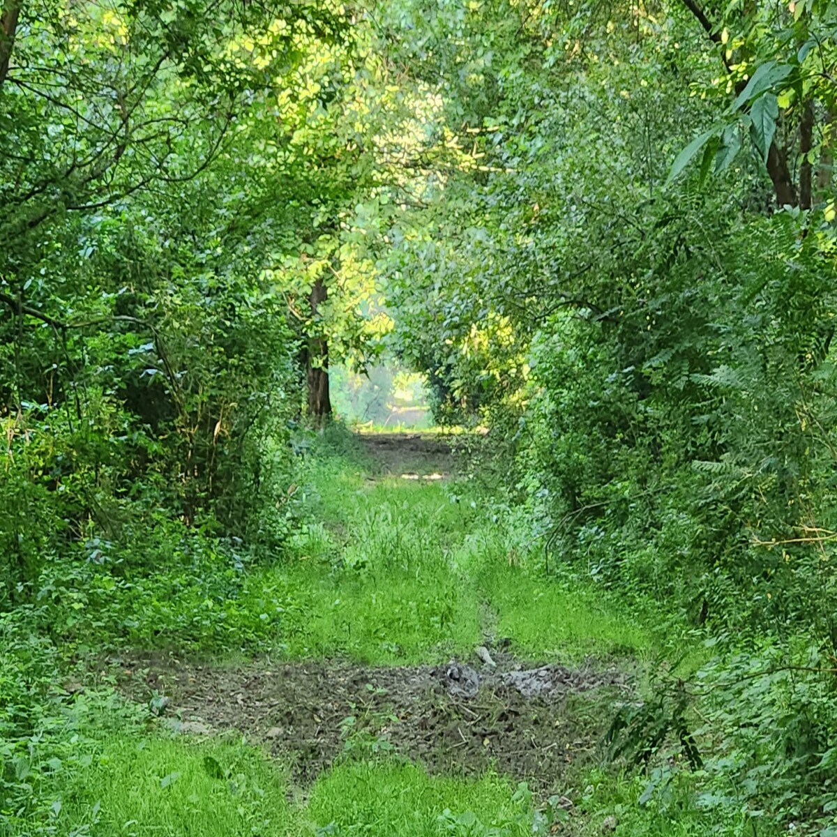 Amazing good #morning from #Liberland @liberland_org #nature #naturelovers #NatureBeauty #Freedom #libertarian #green #forest
