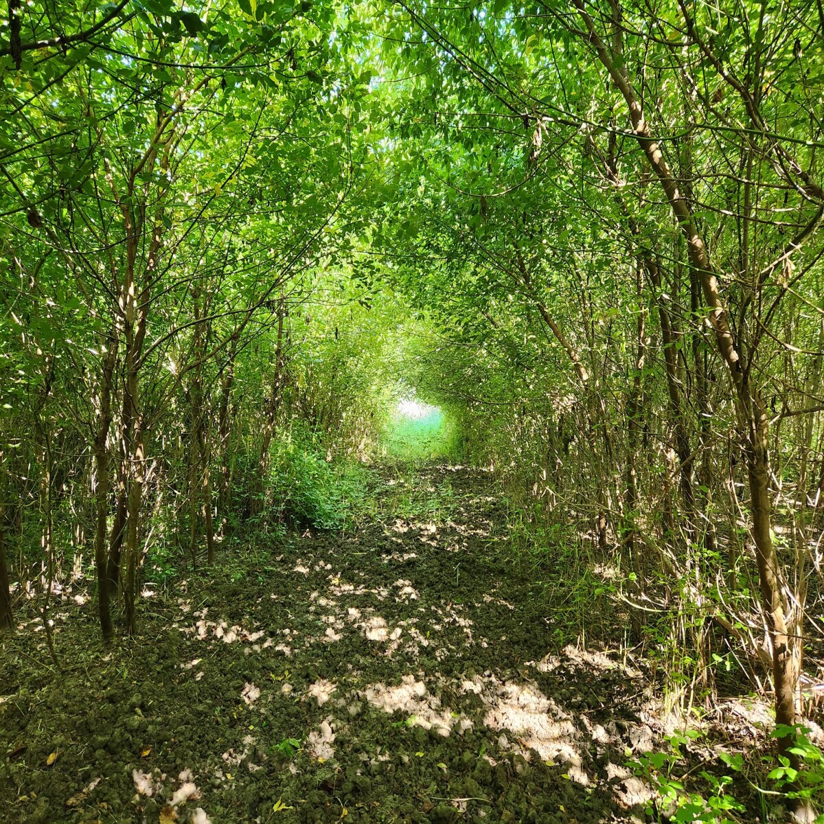 Amazing good #morning from #Liberland @liberland_org #nature #naturelovers #NatureBeauty #Freedom #libertarian #green #forest