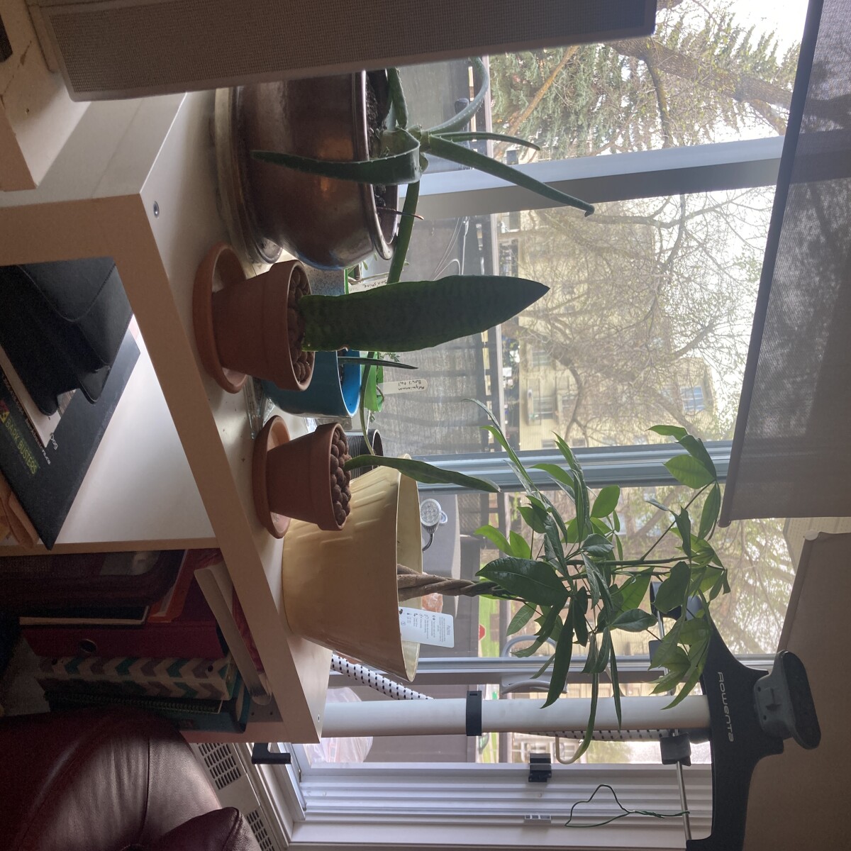 Plants.