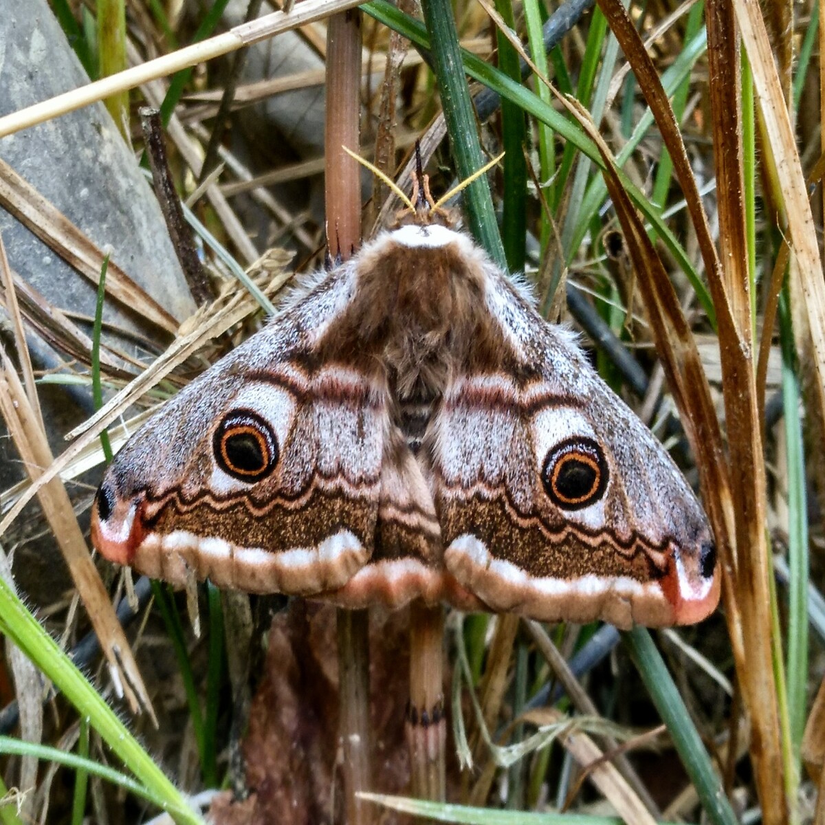 Butterfly mushroomface