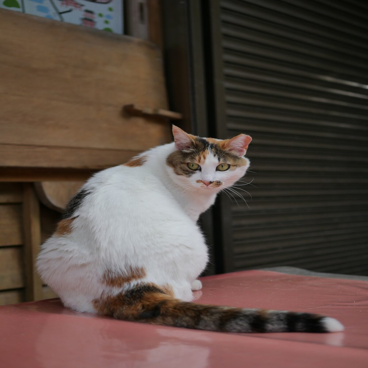cat