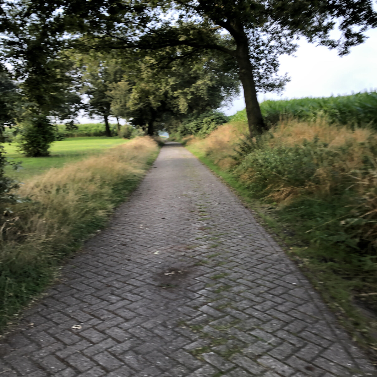 Small path