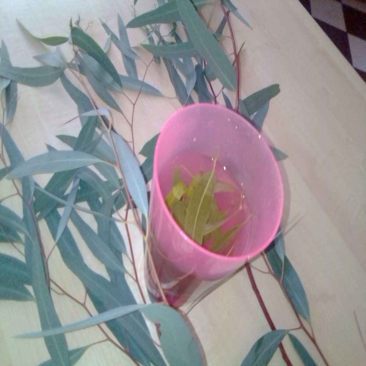 Eucalyptus leaves in boiled water for steaming purposes. Author's own image
