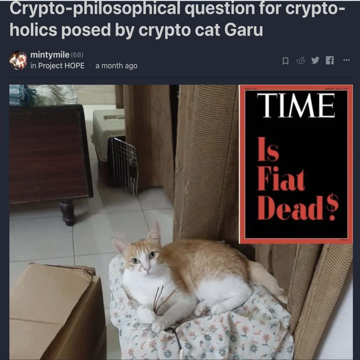 crypto, cat, writing, pet