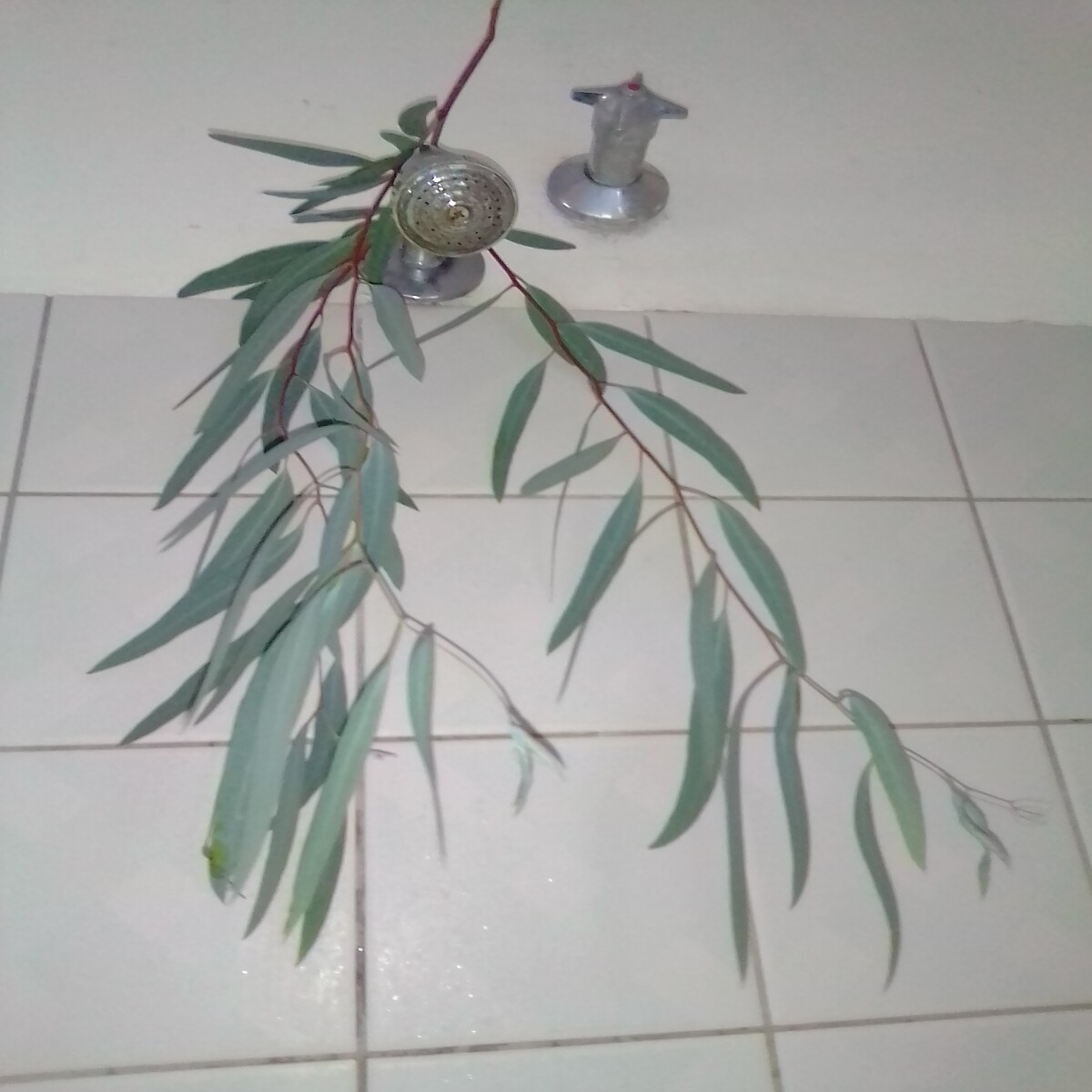 Eucalyptus shower leaves display, author's own image