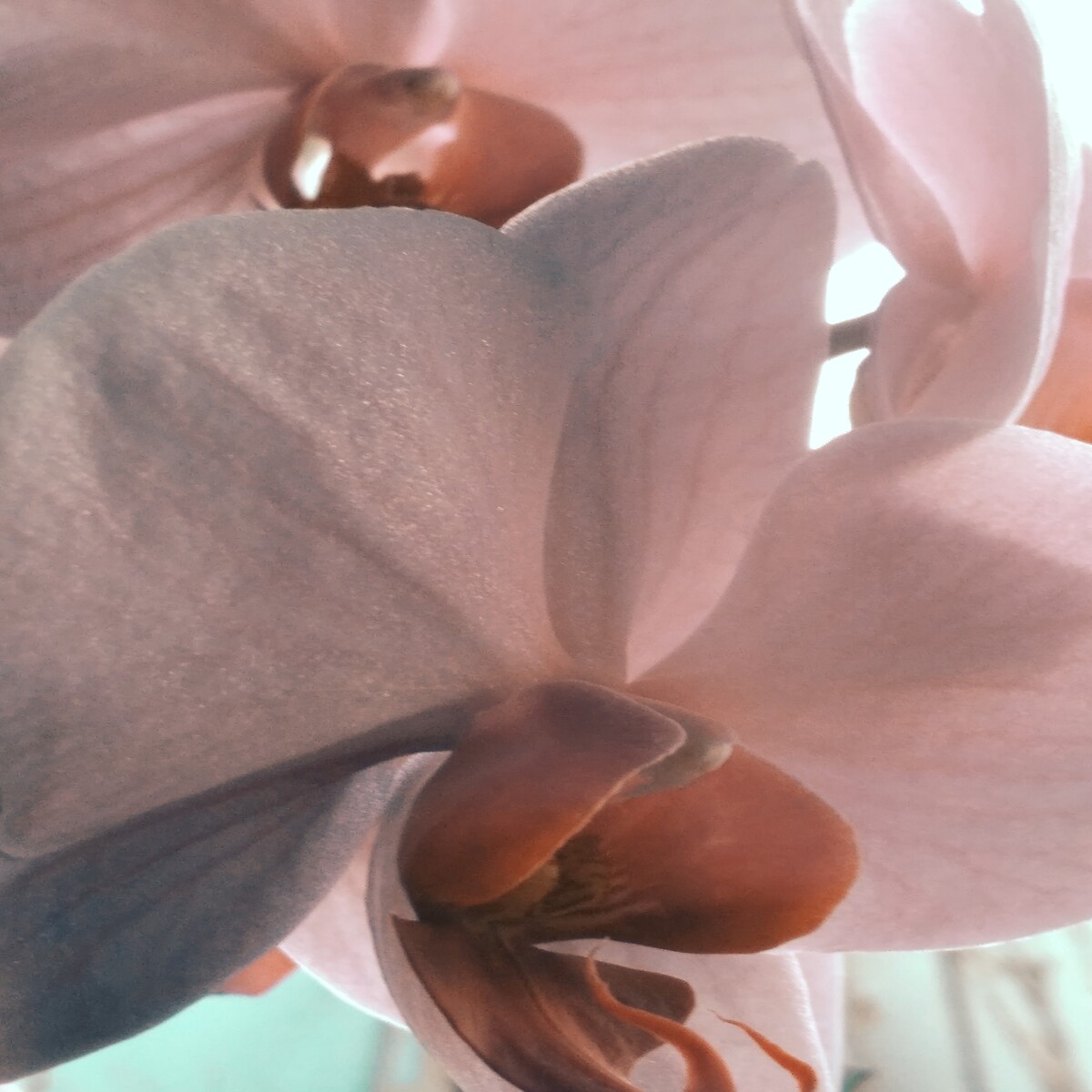My beautiful orchid✨