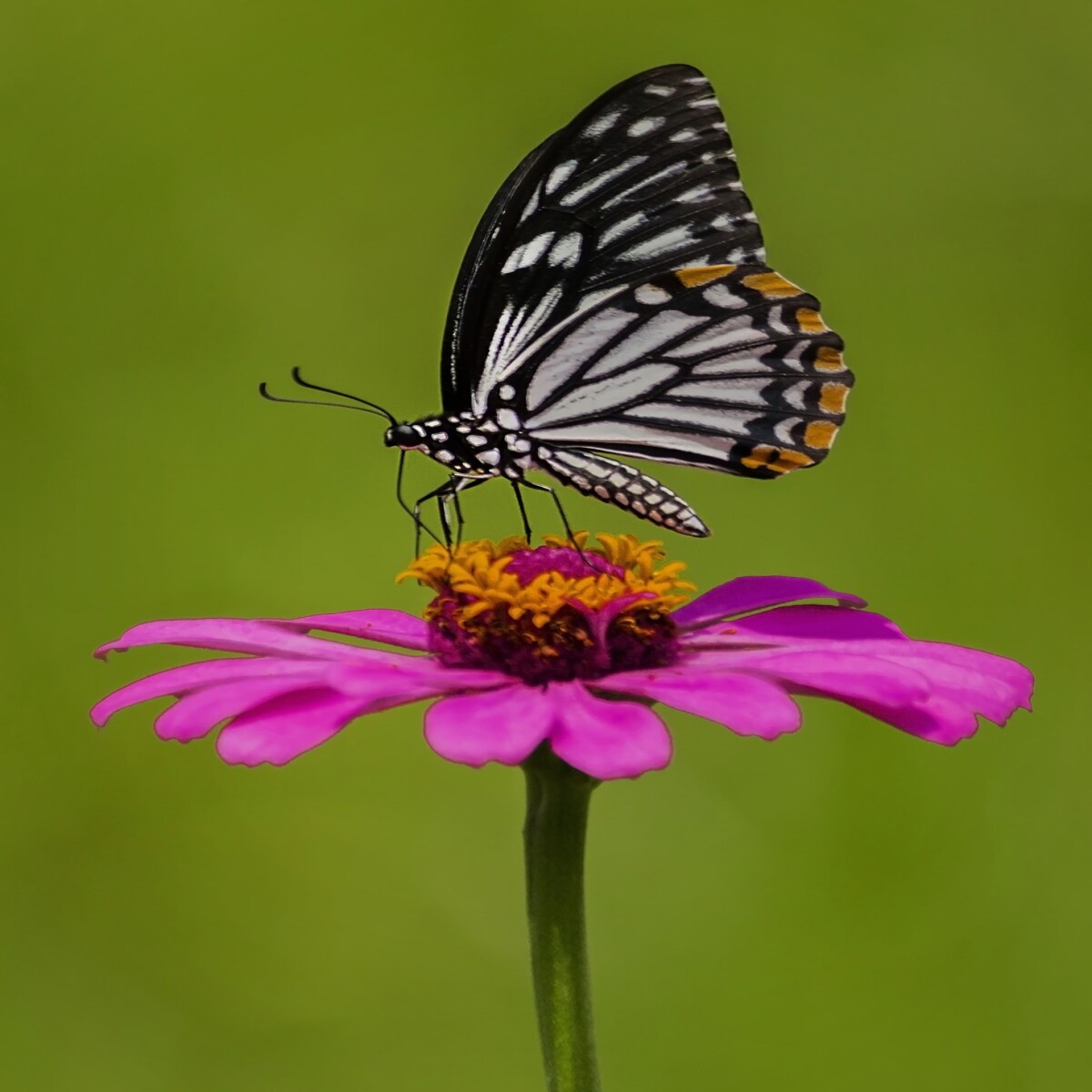 9891f124040dfd56357614f6e0a71997526748f61dd6b4a23dba9ce611ac0ec4.jpg