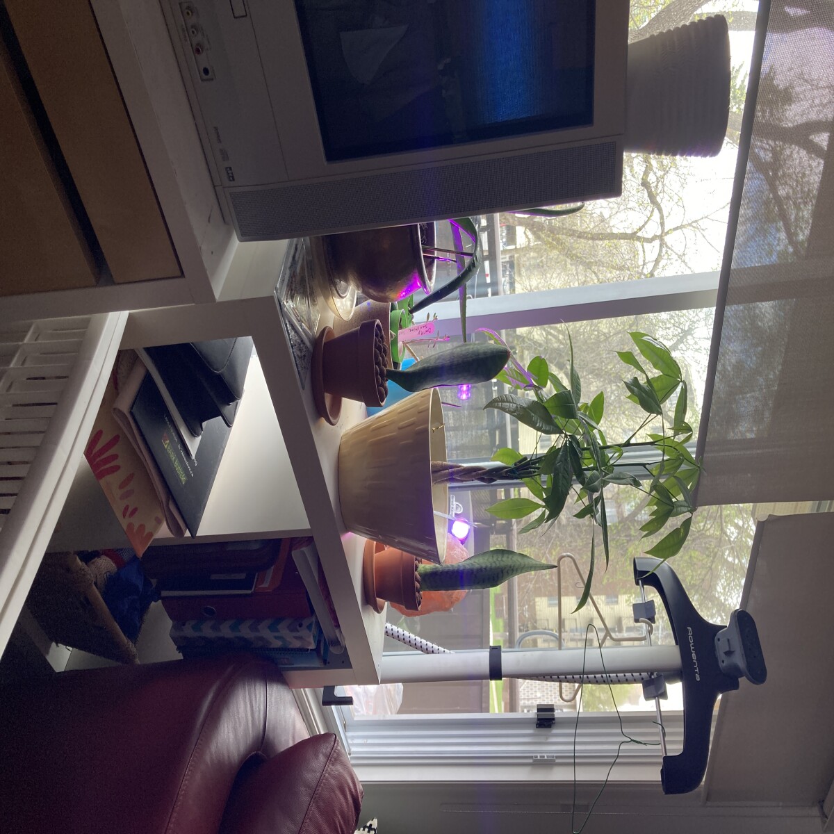 Plants 2