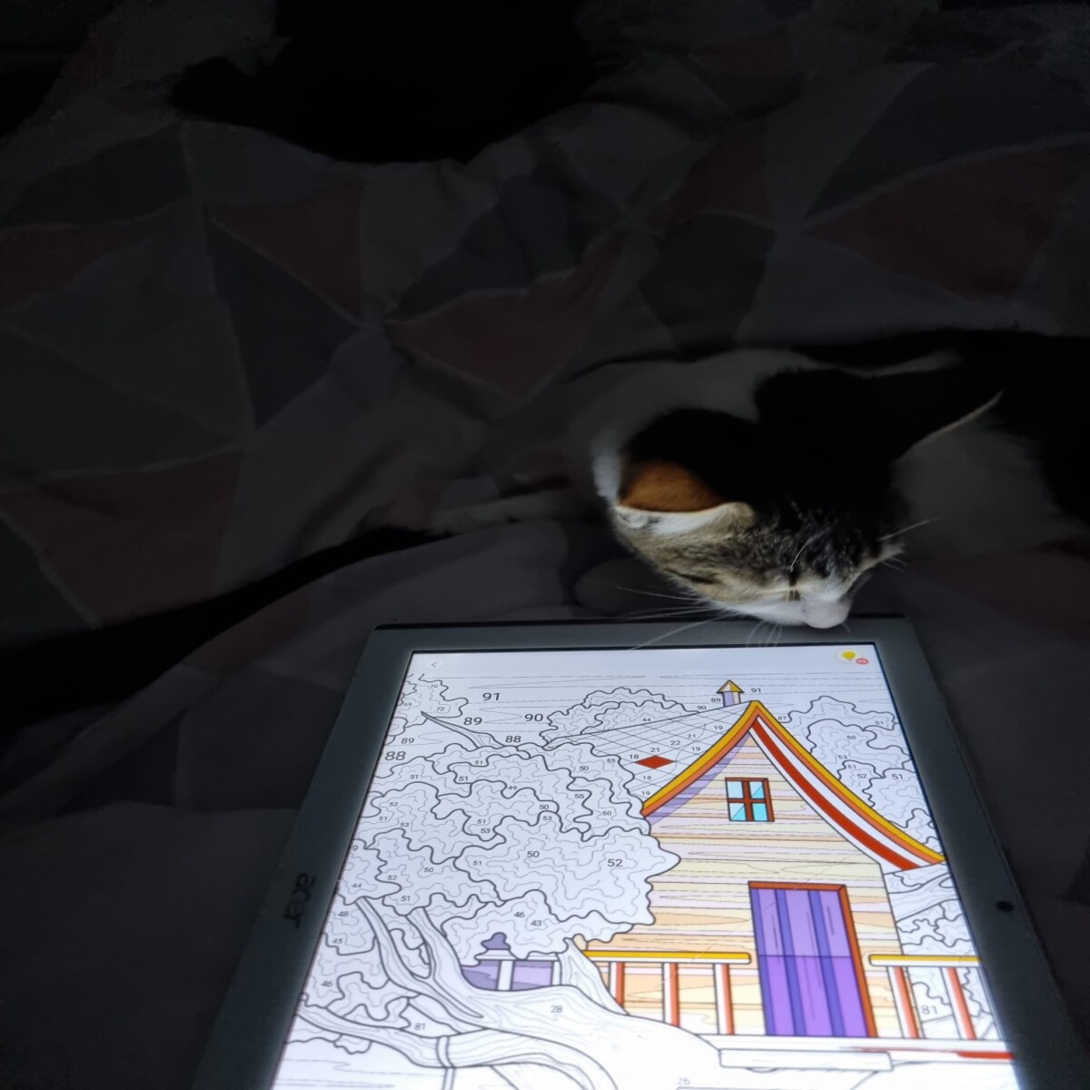 cat loves tablet