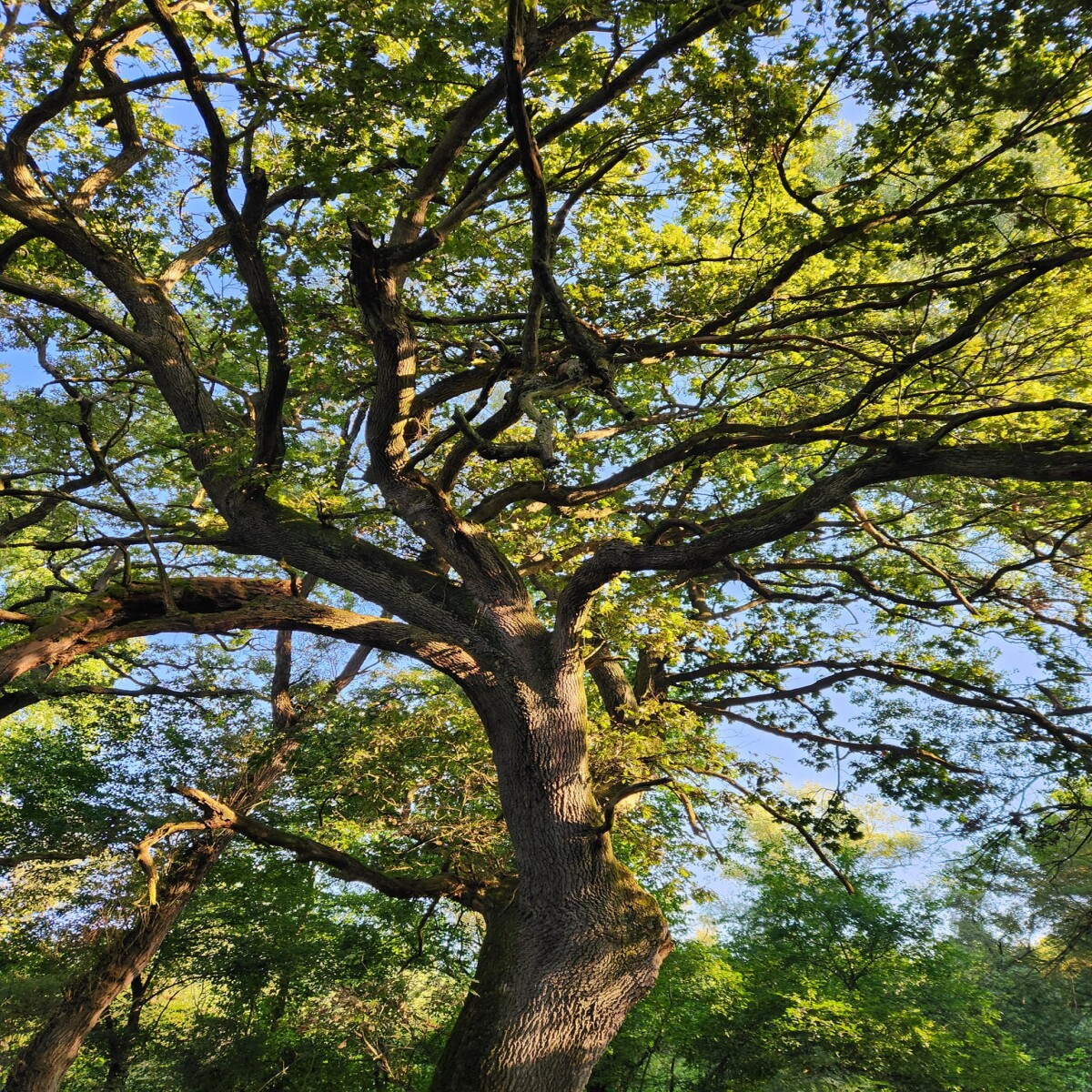 Amazing good #morning from #Liberland @liberland_org #nature #naturelovers #NatureBeauty #Freedom #libertarian #green #forest