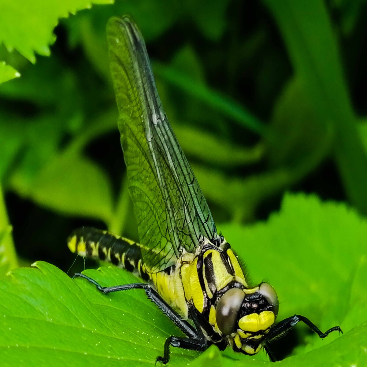 dragonfly