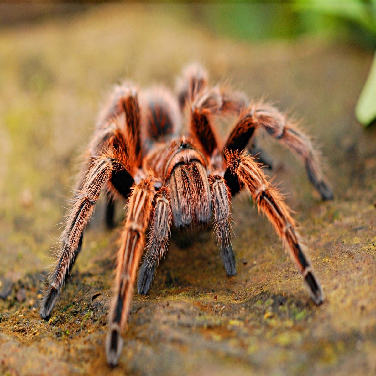 Spider