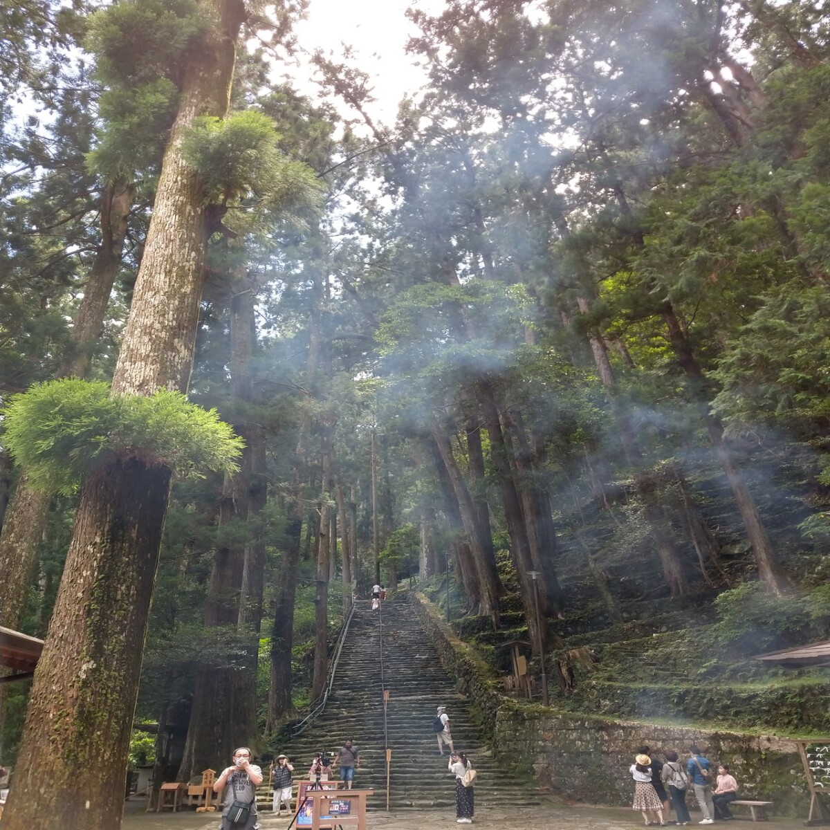 Misty forest