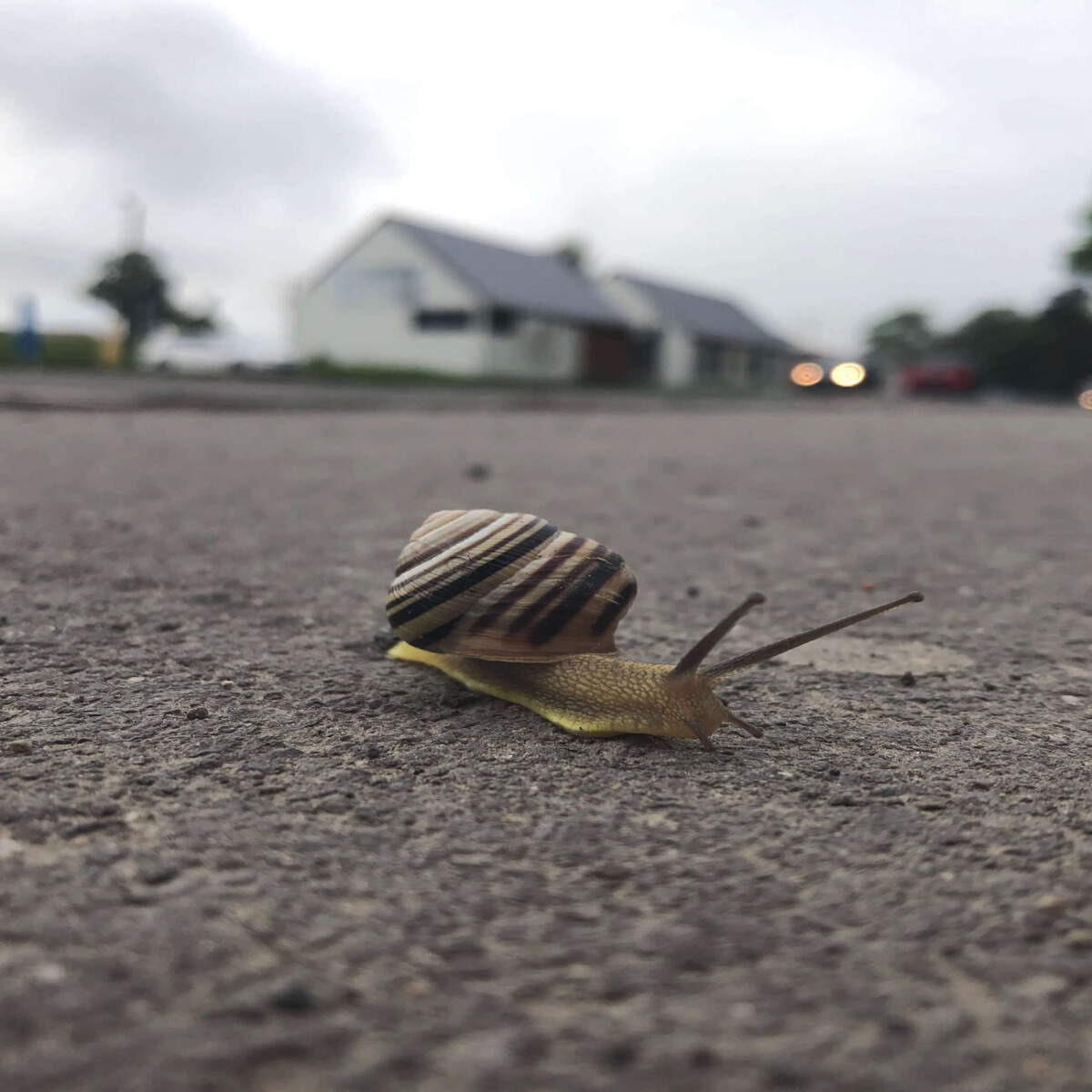 snailstory_szbarnaus