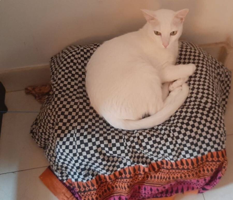 cat life pet writing photo