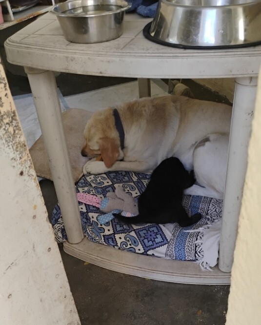 dog pet puppy foster adoption care