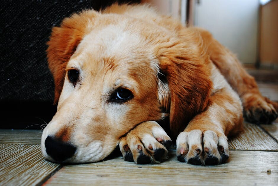 Rotating your dog's protein sources