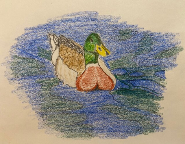 Mallard - colored pencil drawing
