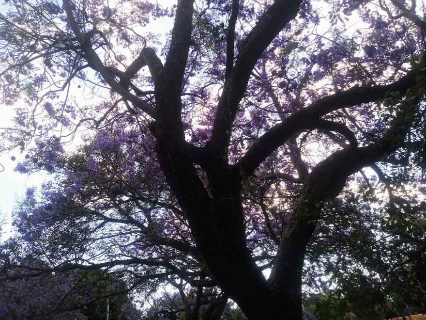Jacaranda