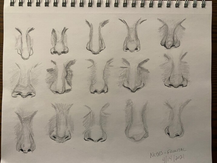 15 nose studies - pencil sketches
