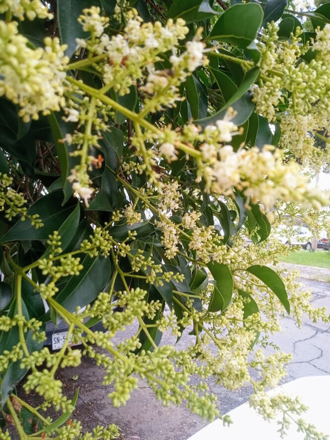 Thunder's flowers