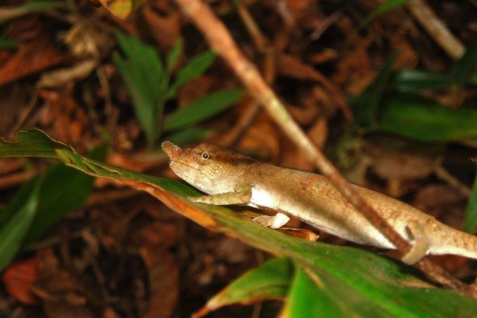 Nosy Chameleon Madagascar