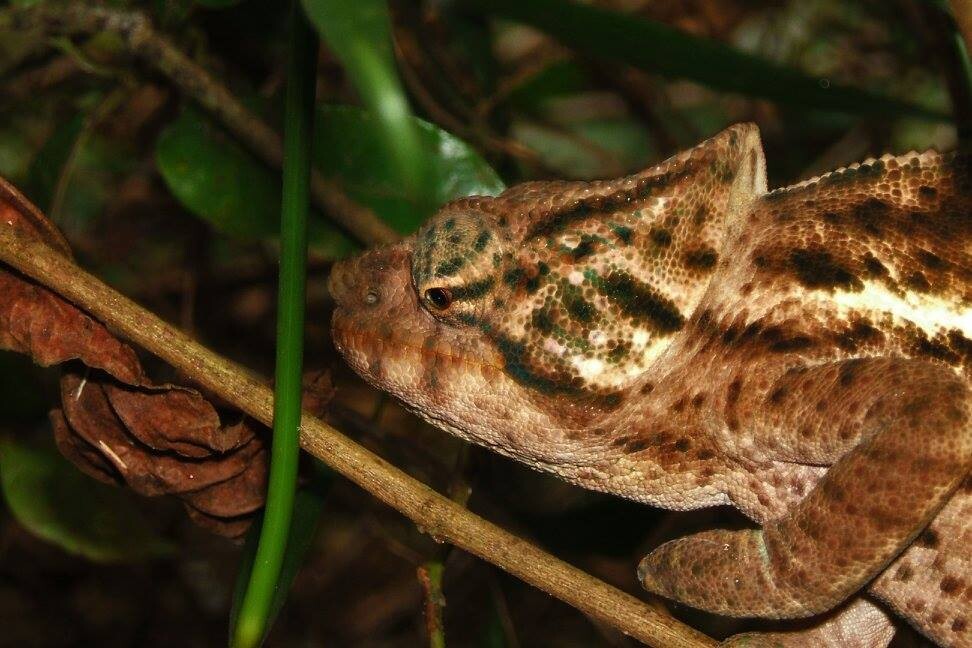 Panther Chameleon Madagascar
