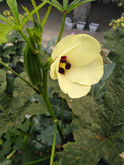 After All These Years, I Just Realized What My Favorite Flower Is!!!