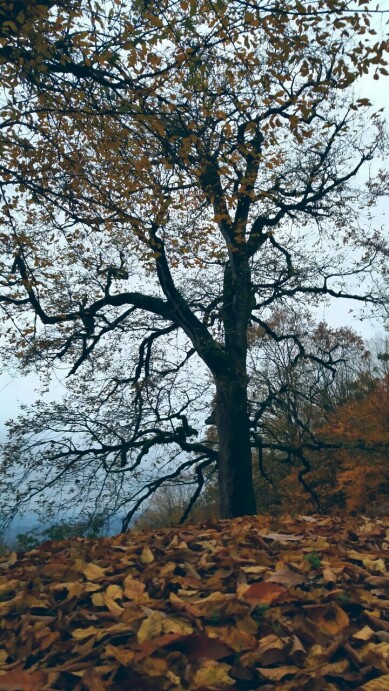 Photography of  Nature, autumn, Real Life story