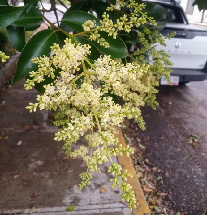 Thunder's flowers