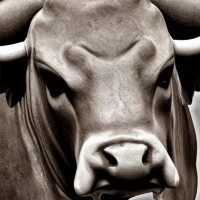 Bitcoin bull
