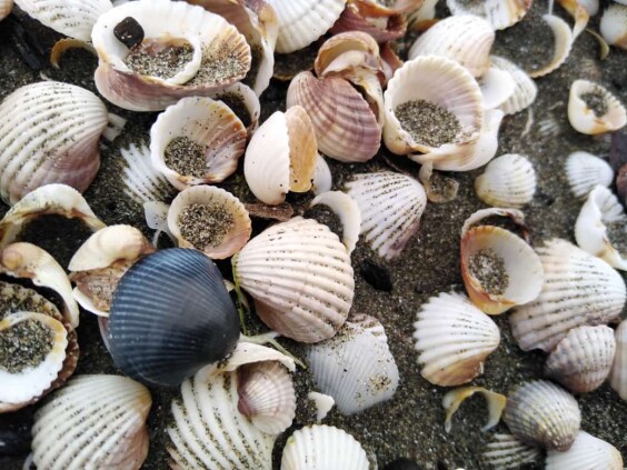 The Most Divine Seashell Beach I Could Find | North of Iran Nature