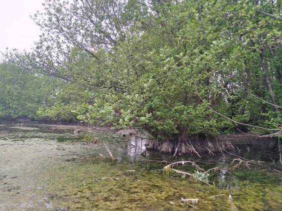 The First Run after Illness | Discovering Fascinating Swamp Trees