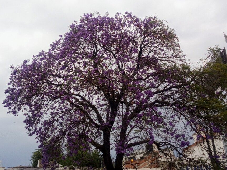 Jacaranda
