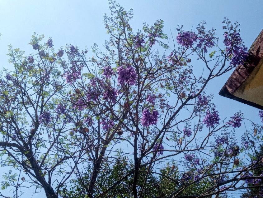 Jacaranda