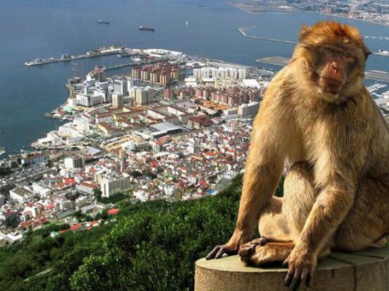 gibratal