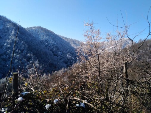 Blossoms! | Another Passionate Morning Bike Ride in The Mountains 
