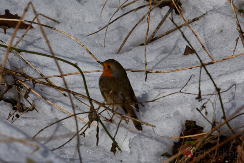 Robin in snow
