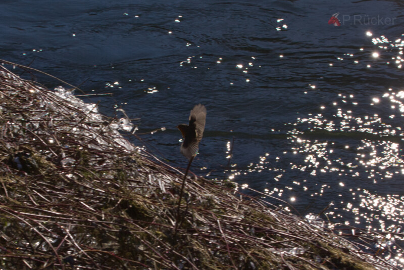 landing robin