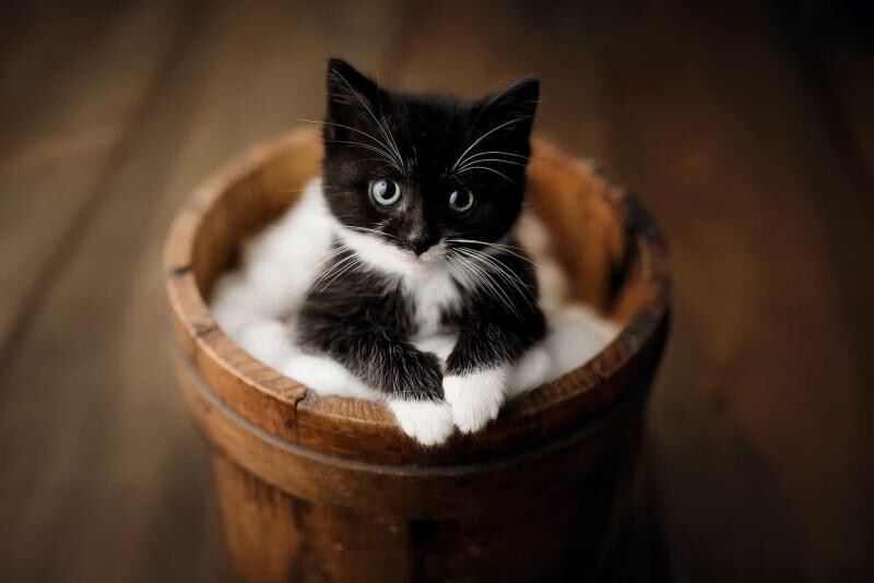 I R CUTE!