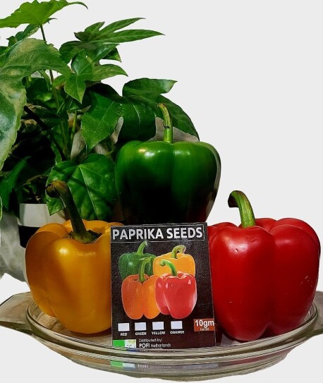 Capsicum Annum